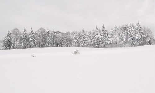 snow-tree.jpg